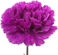 Violet Caryophyllus Flower Seeds for Planting - 100 pcs