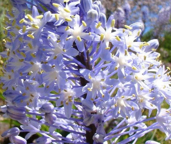 Merwilla Flower Seeds for Planting, Heirloom, Non-GMO