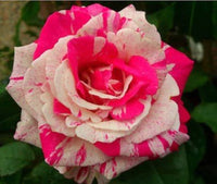 Pink White Stripe Rose Plant Seeds for Planting - Non-GMO Heirloom Garden Seeds for Home Growing