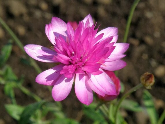 Heirloom Non-GMO Xeranthemum Annuum Flower Seeds for Garden Planting – Everlasting Paper Blooms