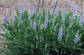 Sky Blue Lupine Flower Seeds for Planting - NON GMO Seeds