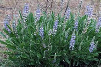 Sky Blue Lupine Flower Seeds for Planting - NON GMO Seeds