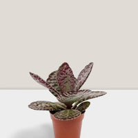 Kalanchoe Humilis Plant Seeds – Heirloom Non-GMO Succulent Seeds for Decorative Garden Pots