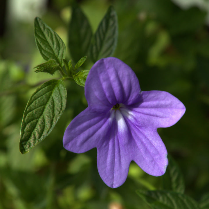 Heirloom Violet Browallia Flower Seeds – Non-GMO Seeds for Shade-Loving Garden Planting
