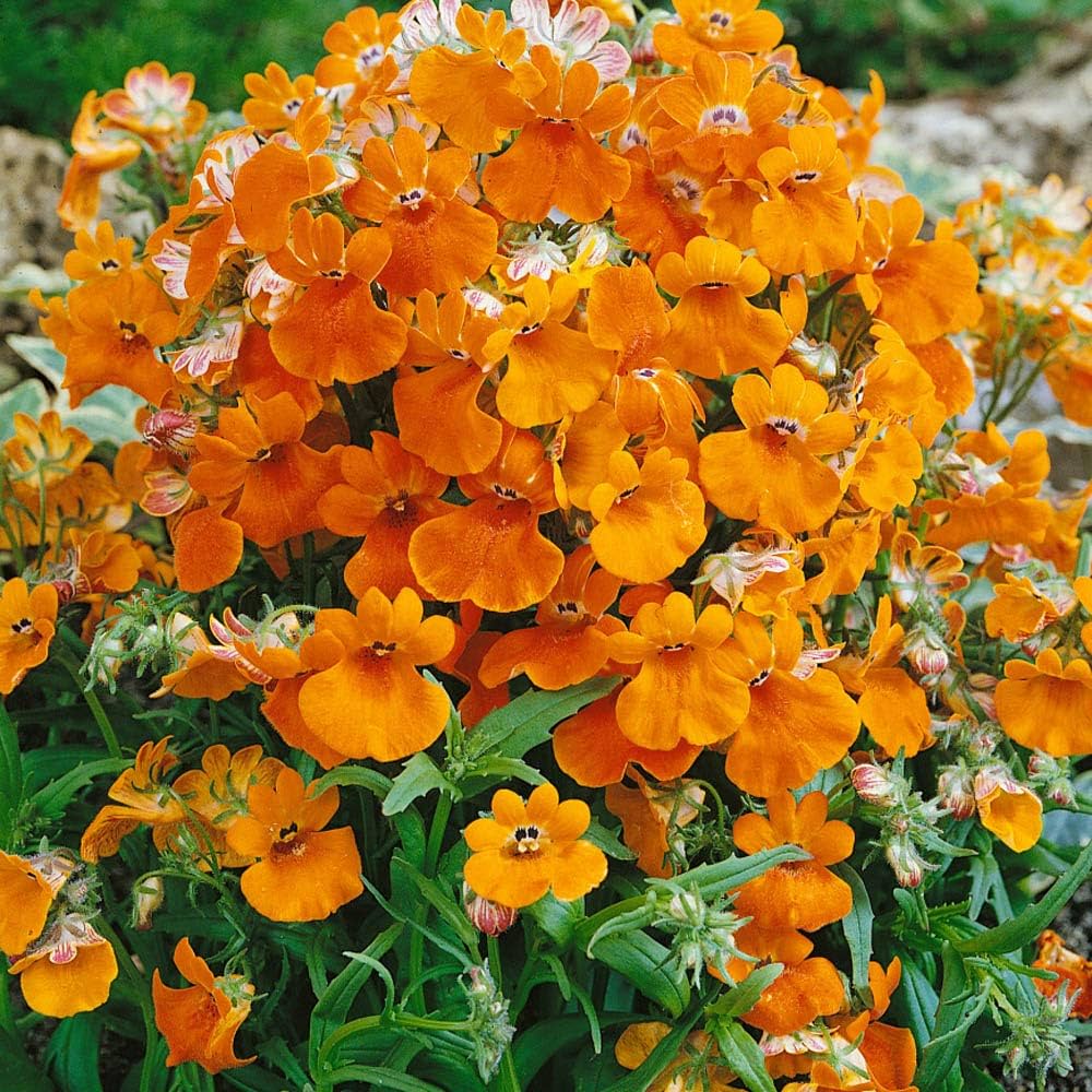 Nemesia Flower Seeds for Planting - 100 Pcs pcs