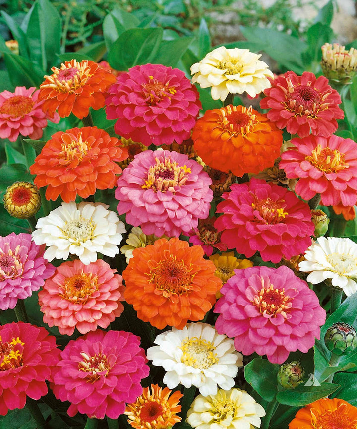 Heirloom Non-GMO Mixed Thumbelina Flower Seeds for Compact Colorful Garden Planting
