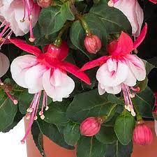 Heirloom Non-GMO White Pink Fuchsias Flower Seeds – Elegant Blooms for Garden Planting