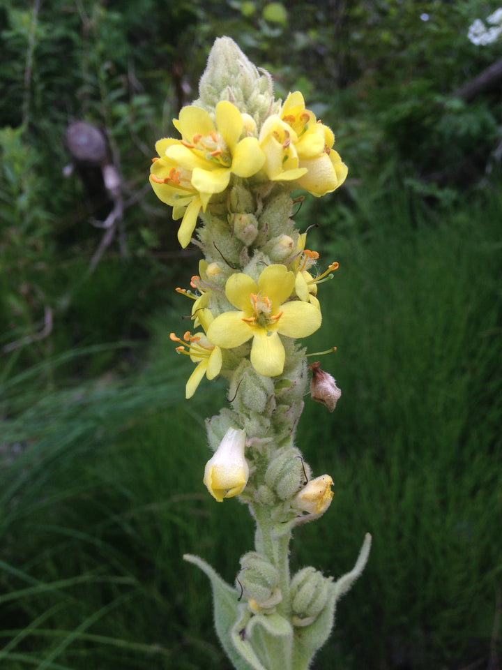 Yellow Mullein Flower Seeds for Planting- NON GMO Seeds