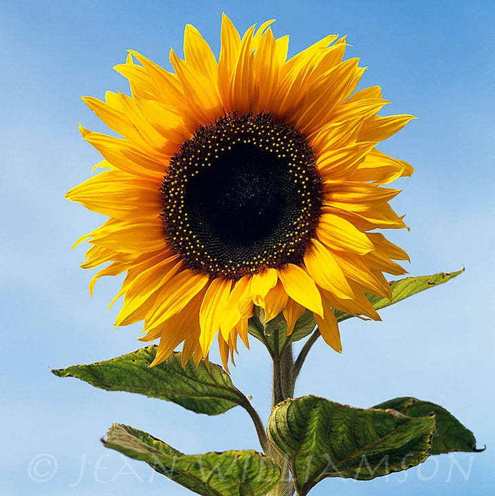 Organic Yellow Sunflower Flower Seeds for Planting – Heirloom, Non-GMO