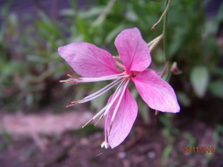 Pink Gaura Flower Seeds for Planting, Fresh, NON GMO Seeds