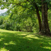 Premium Lawn Mix for Lush Green Lawns