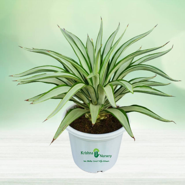 Silver Agave Plant Seeds for Planting NON GMO Seeds
