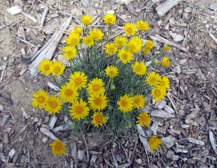Heirloom Non-GMO Yellow Erigeron Flower Seeds for Garden Planting – Bright Daisylike Blooms