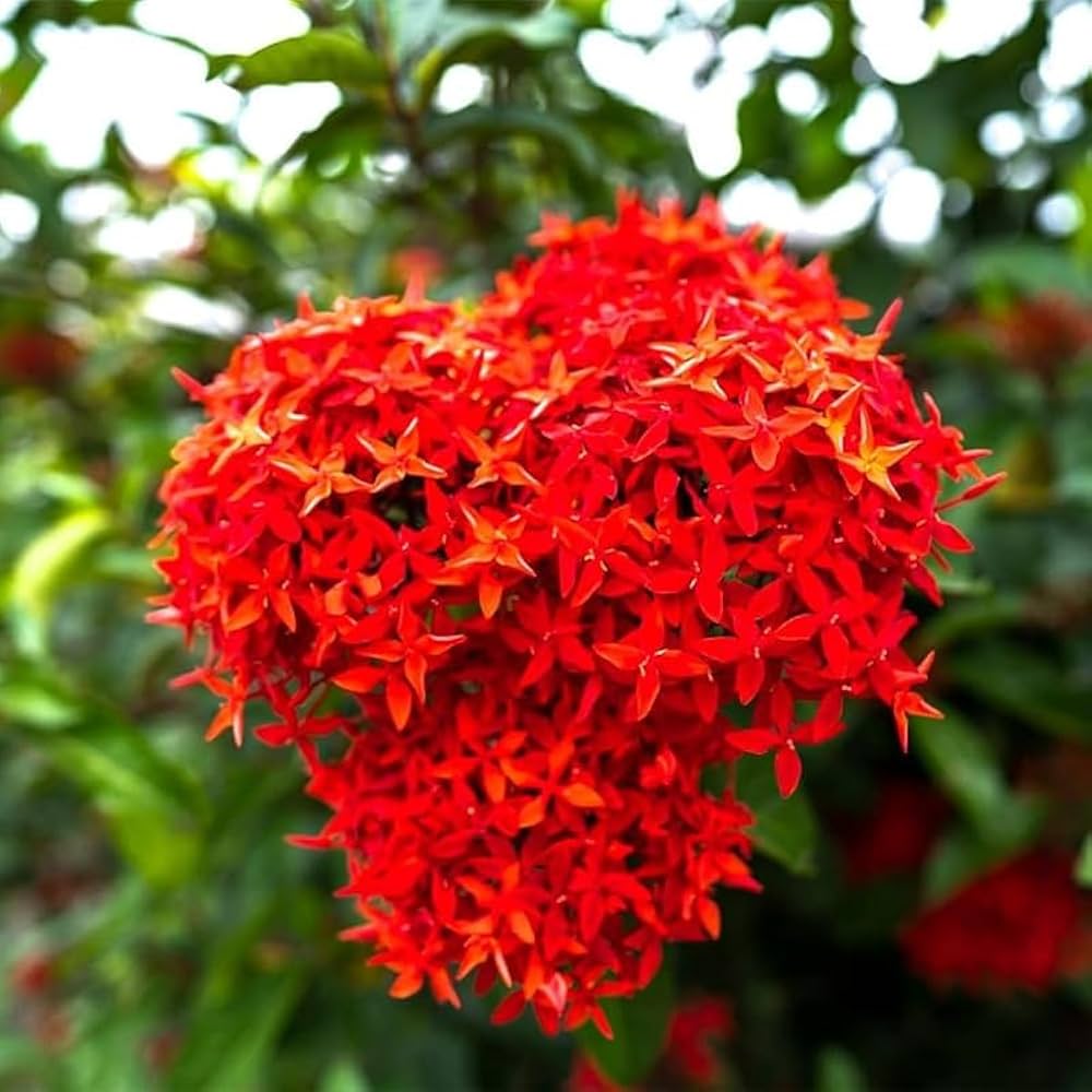 Coccinea Flower Seeds for Planting - NON GMO Seeds
