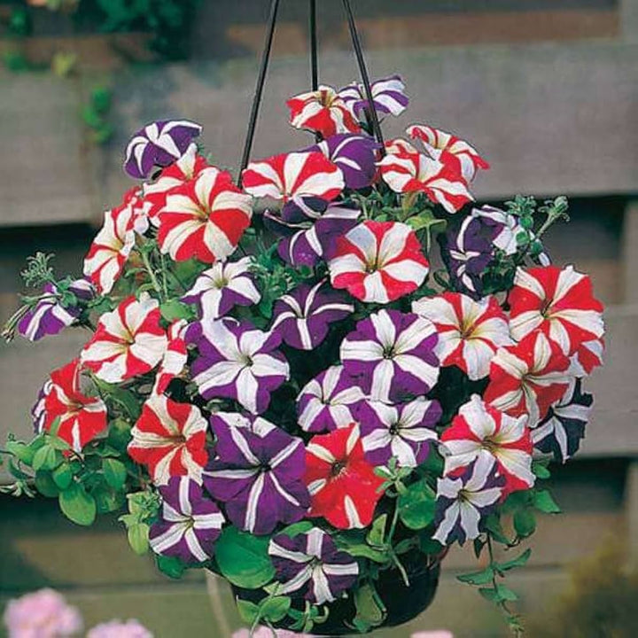 Mixed Pelleted Petunia Flower Seeds for Planting - Heirloom, NON-GMO, Easy Grow Garden Blooms
