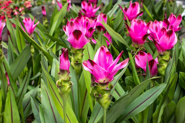 Organic Curcumae Flower Seeds for Planting – Heirloom, Non-GMO