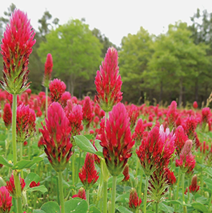 Organic Red Trifolium Incarnatum Flower Seeds for Planting - heirloom & Non-GMO Seeds