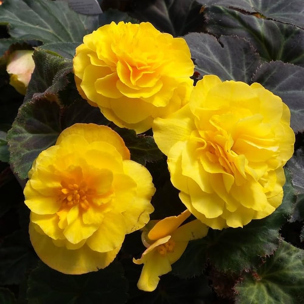 Mocca Yellow Flower Seeds for Planting – Organic, Heirloom, Non-GMO Seeds