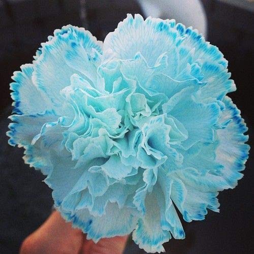 Sky Blue Carnation Flower Seeds – Heirloom, Non-GMO Flower Seeds for Planting