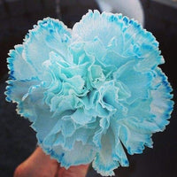 Sky Blue Carnation Flower Seeds – Heirloom, Non-GMO Flower Seeds for Planting