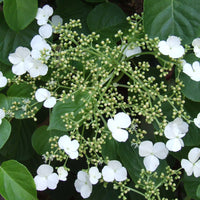 Organic Hortensia Trepadora Flower Seeds for Planting – Heirloom, Non-GMO