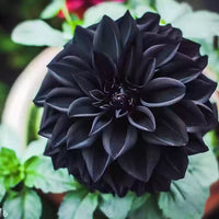 Black Carnation Flower Seeds – Heirloom, Non-GMO Seeds for Planting Elegant Garden Blooms