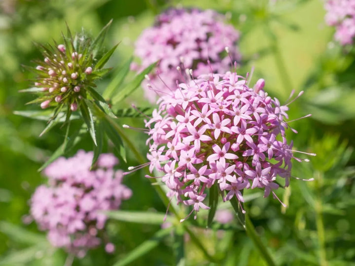 Organic Pink Crossworts Flower Seeds for Planting – Heirloom, Non-GMO