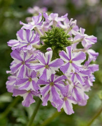 Organic Heirloom White Purple Verbena Flower Seeds – Non-GMO Hardy Seeds for Planting