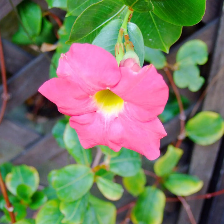 Heirloom Non-GMO Sanderi Flower Seeds – Unique Ornamental Blooms for Garden Planting