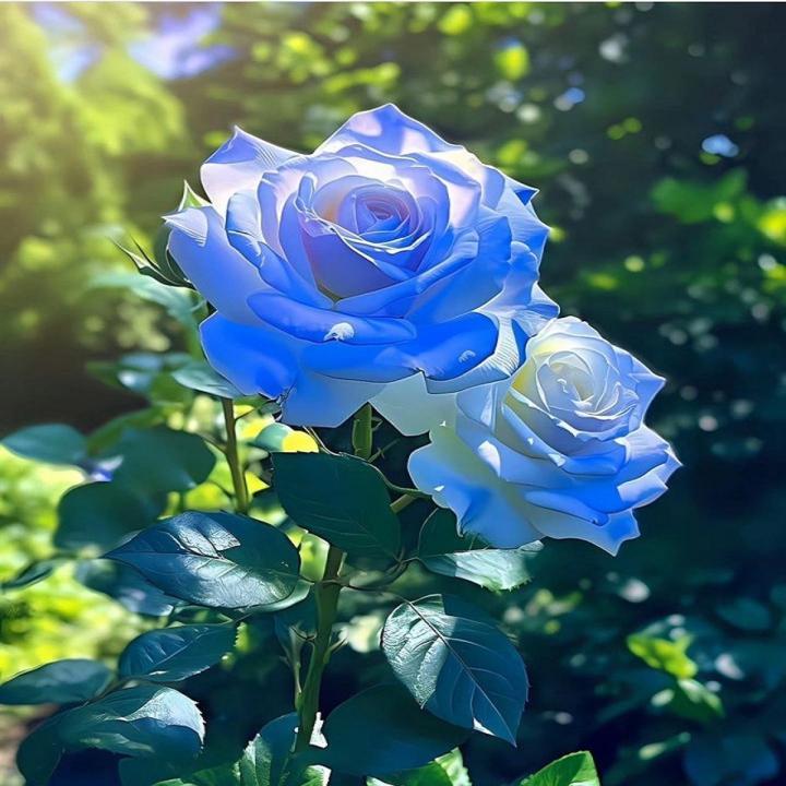 Blue Rose Heirloom Non-GMO Seeds for Garden Planting