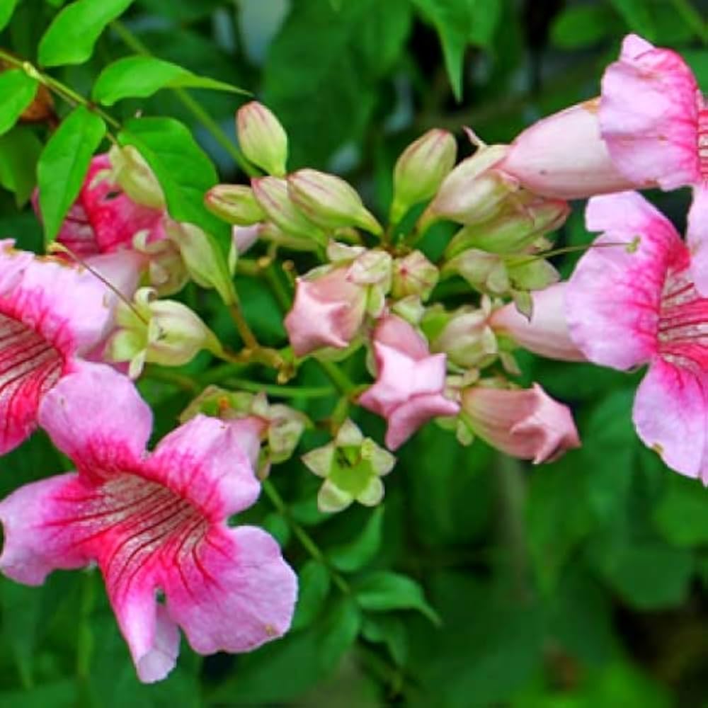 Heirloom Pink Cape Honeysuckle Flower Seeds, Non-GMO Bright Blooms for Planting