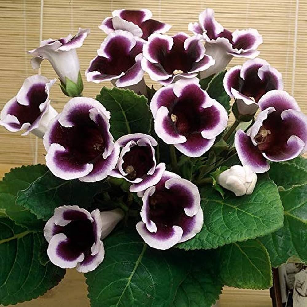 Gloxinia Flower Seeds, Heirloom, Non-GMO Vibrant Indoor Blooms for Planting