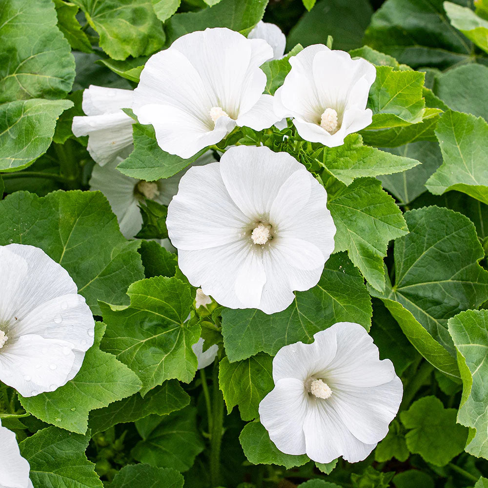 Organic White Lavatera Flower Seeds for Planting – Heirloom, Non-GMO