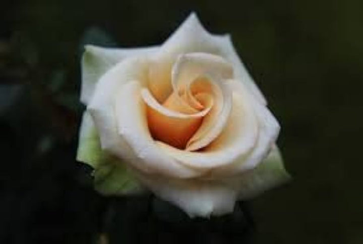 Cream Dragon Rose Plant Seeds for Planting Non-GMO Heirloom Garden Seeds for Your Garden