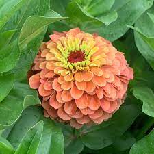 Lime Orange Zinnia Flower Seeds for Planting – Bright, Vibrant Blooms, Non-GMO, Heirloom Seeds