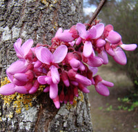 Heirloom Non-GMO Pink Cercis Siliquastrum Flower Seeds – Ornamental Tree Blooms for Garden Planting