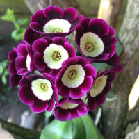 Heirloom Non-GMO Dark Purple Primrose Flower Seeds for Vibrant Garden Blooms