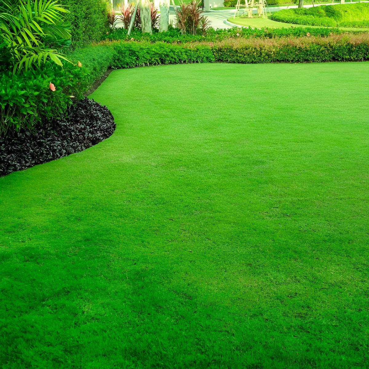 Lawn Grass Seeds ? Vibrant Color Mix for Patios and Parks