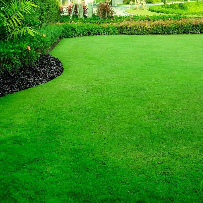 Lawn Grass Seeds ? Vibrant Color Mix for Patios and Parks