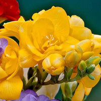 Organic Heirloom Yellow Freesias Flower Seeds – Non-GMO Fragrant Seeds for Planting