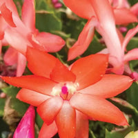 Organic Dark Orange Zygocactus Flower Seeds for Planting – Heirloom, Non-GMO