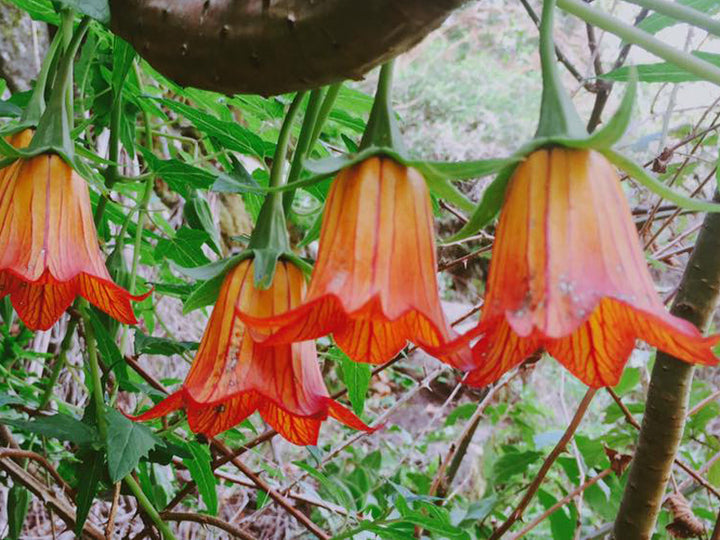 Canarina Flower Seeds for Planting NON GMO Seeds