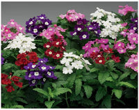 Heirloom Verbena Plant Seeds, Non-GMO Colorful Blooms for Pollinator-Friendly Garden Planting