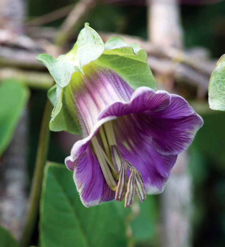 Heirloom Cup and Saucer Flower Seeds, Non-GMO Bell-Shaped Blooms for Cottage Garden Planting