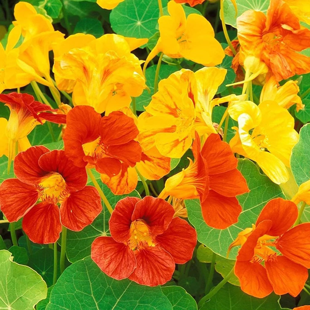 Nasturtium Flower Seeds – Heirloom, Non-GMO, Edible Blooms for Vibrant Garden Planting