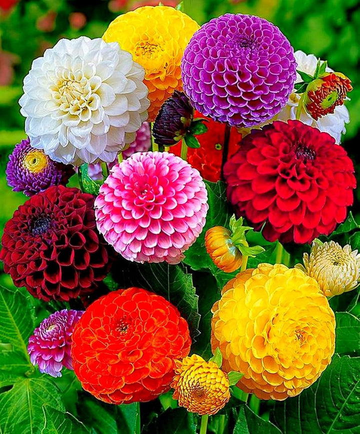 Dahlia Flower Seeds â€“ Heirloom, Non-GMO Seeds for Planting Colorful Garden Blooms