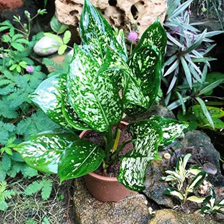 Green Sansevieria Plant Seeds for Planting NON GMO Seeds