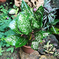 Green Sansevieria Plant Seeds for Planting NON GMO Seeds