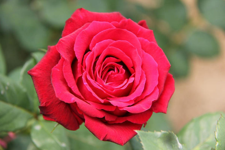 Red Thornless Rose Flower Seeds for Planting - Easy to Grow, Non-GMO, Heirloom Seeds