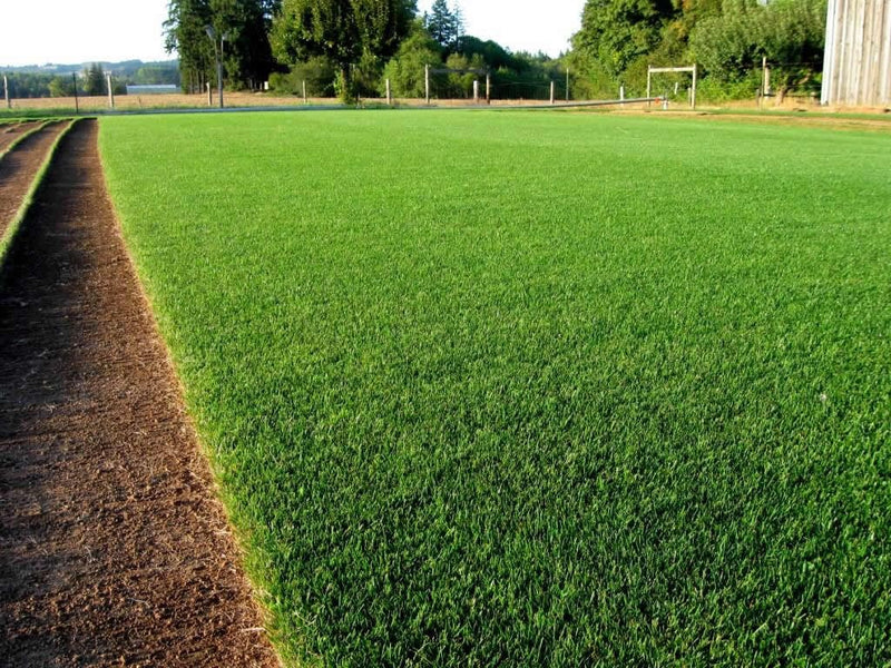 Lawn Grass Seeds ? Rainbow Blend for Colorful, Lush Lawns